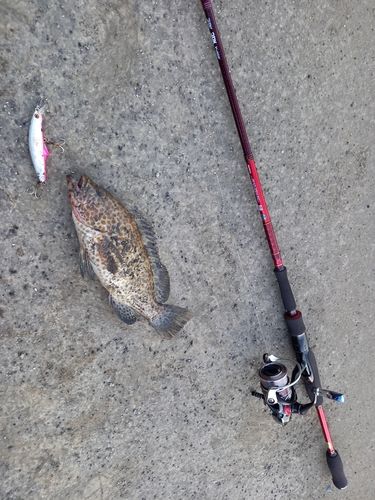 オオモンハタの釣果
