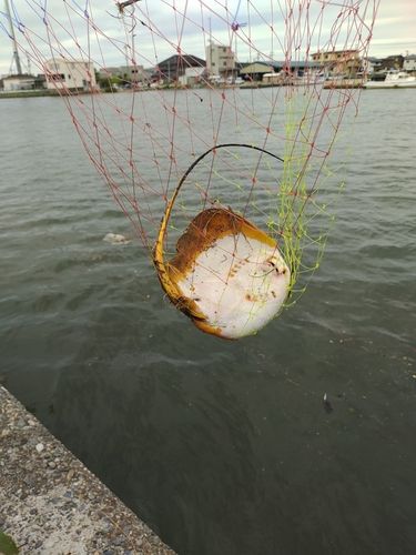 アカエイの釣果