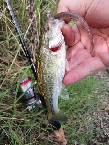 ラージマウスバスの釣果