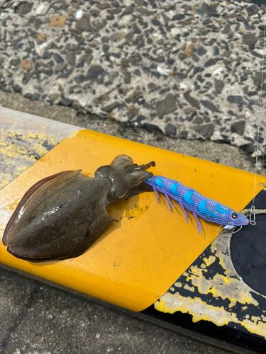 モンゴウイカの釣果