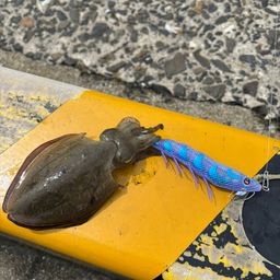 モンゴウイカ