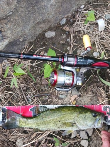 ラージマウスバスの釣果