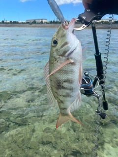 マトフエフキの釣果