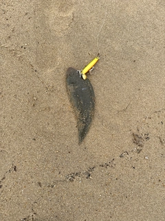 シタビラメの釣果