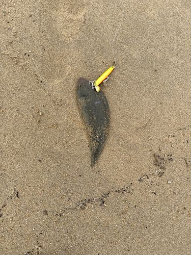 伊勢湾湾奥