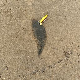 シタビラメ