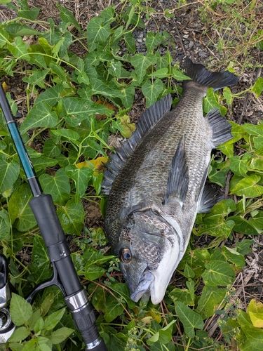 チヌの釣果
