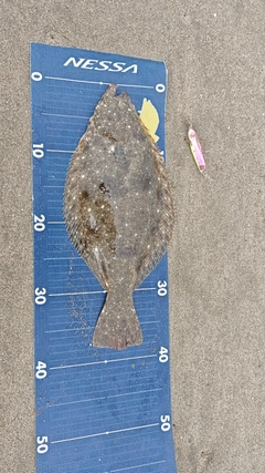 ヒラメの釣果
