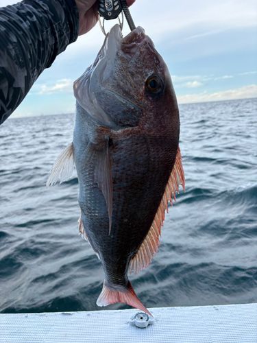 タイの釣果