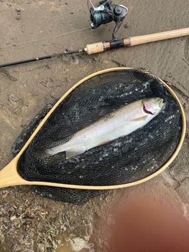 ニジマスの釣果