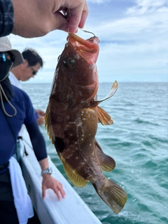 アコウの釣果