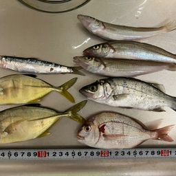 シロギス