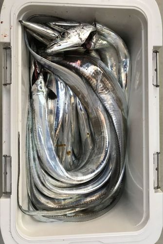 タチウオの釣果