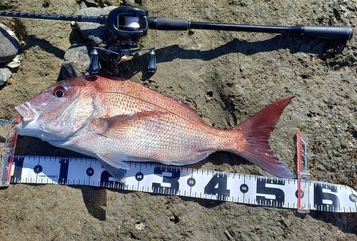 マダイの釣果