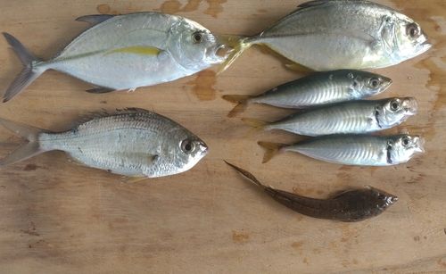 メッキの釣果