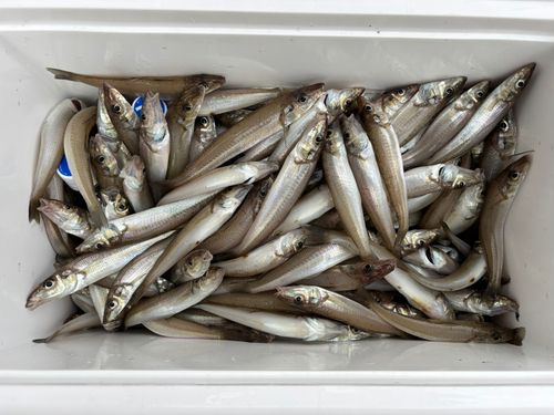 シロギスの釣果