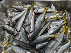 タカベの釣果