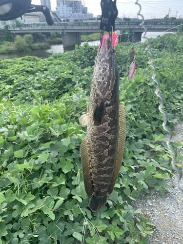 ライギョの釣果