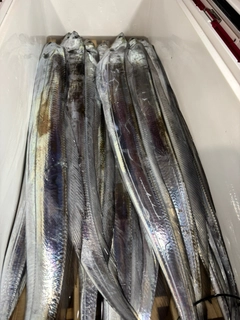 タチウオの釣果