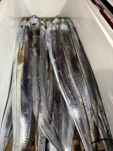 相模湾東