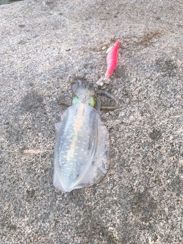 海釣り公園跡地