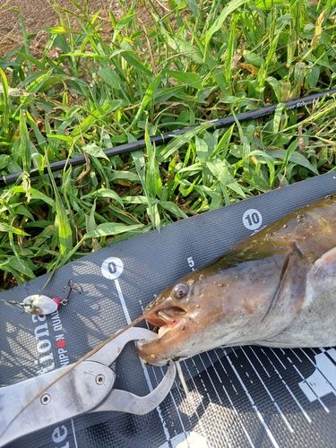 ナマズの釣果