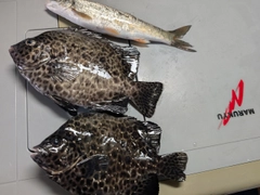 イシガキダイの釣果