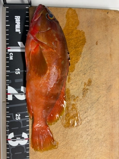 アカハタの釣果
