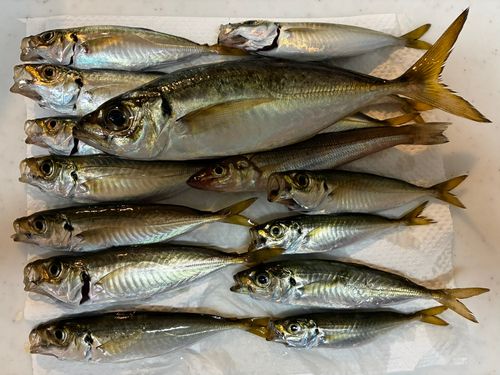 アジの釣果
