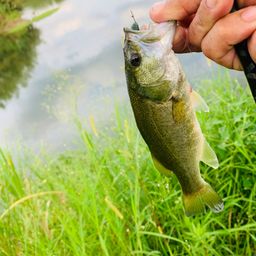 ラージマウスバス