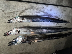 タチウオの釣果