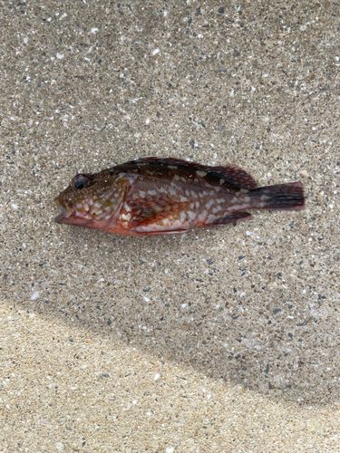 アラカブの釣果