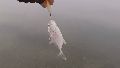 メッキの釣果