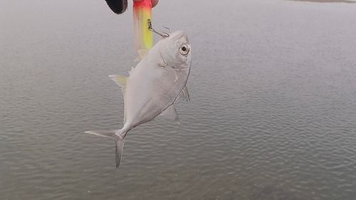 メッキの釣果