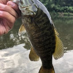 スモールマウスバス