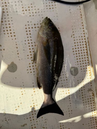 イサキの釣果