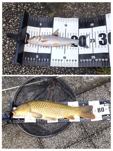 コイの釣果