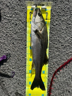 スズキの釣果