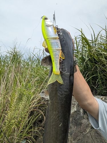 ナマズの釣果