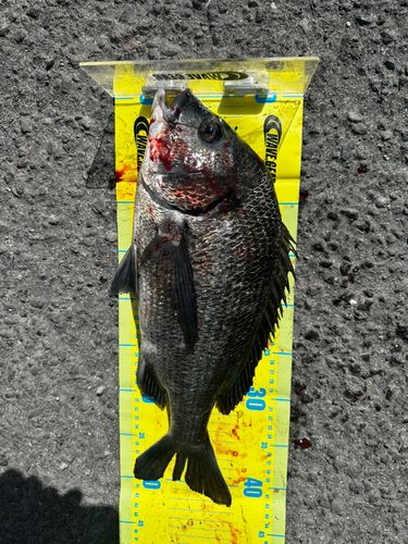 チヌの釣果