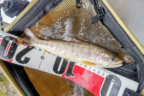 アマゴの釣果