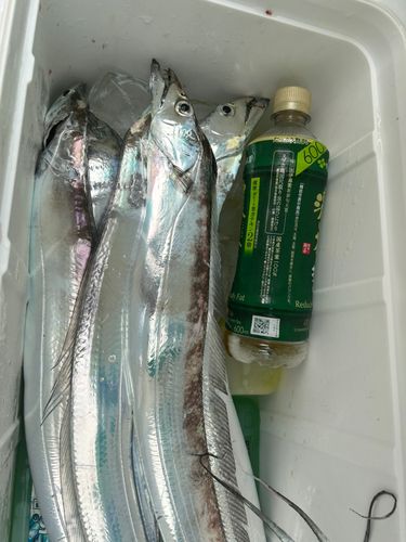 タチウオの釣果