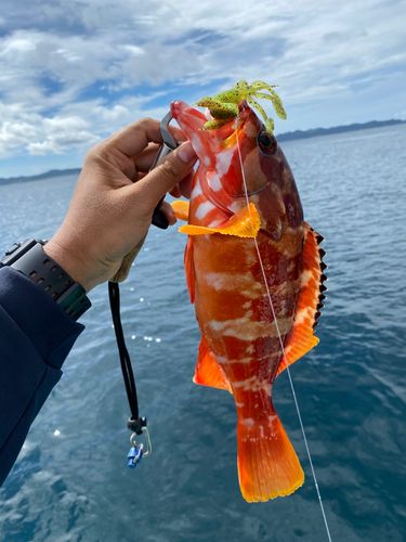 アカハタの釣果