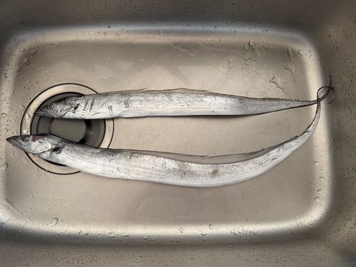 タチウオの釣果