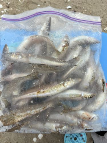 キスの釣果