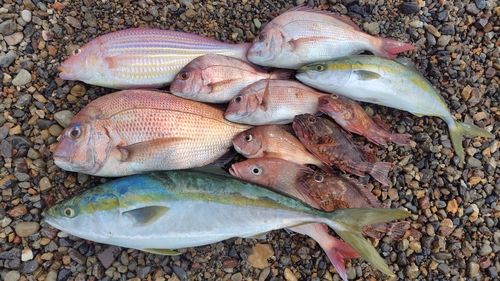 ハマチの釣果