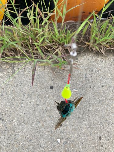 アナハゼの釣果
