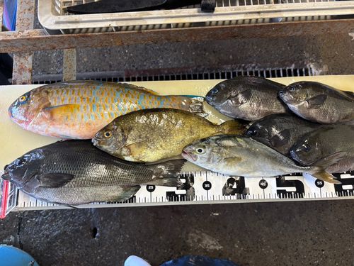 ヒブダイの釣果