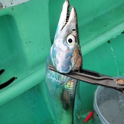 タチウオ