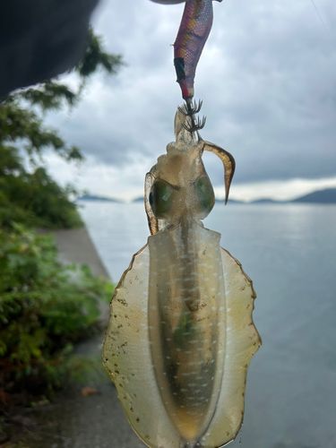 徳山湾